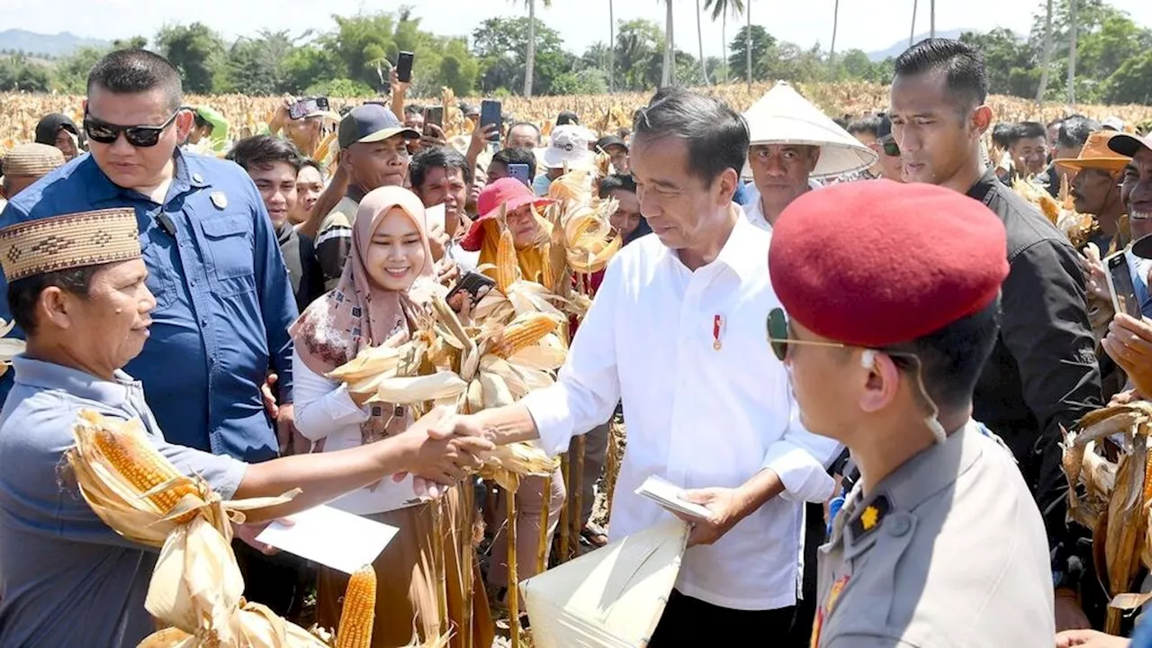 Bapanas Tengah Hitung Harga Kewajaran Gabah, Beras, Jagung, dan Gula