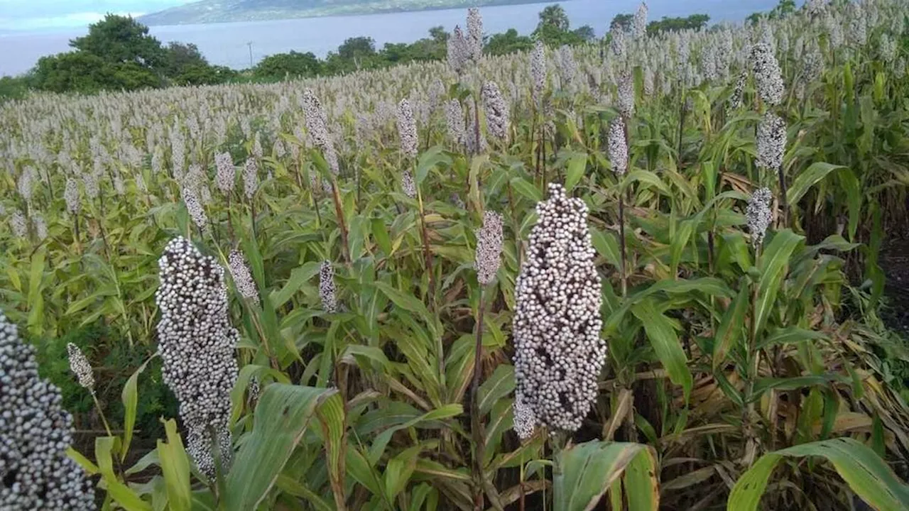 Potensi Pengembangan Sorgum NTT Masih Terabaikan