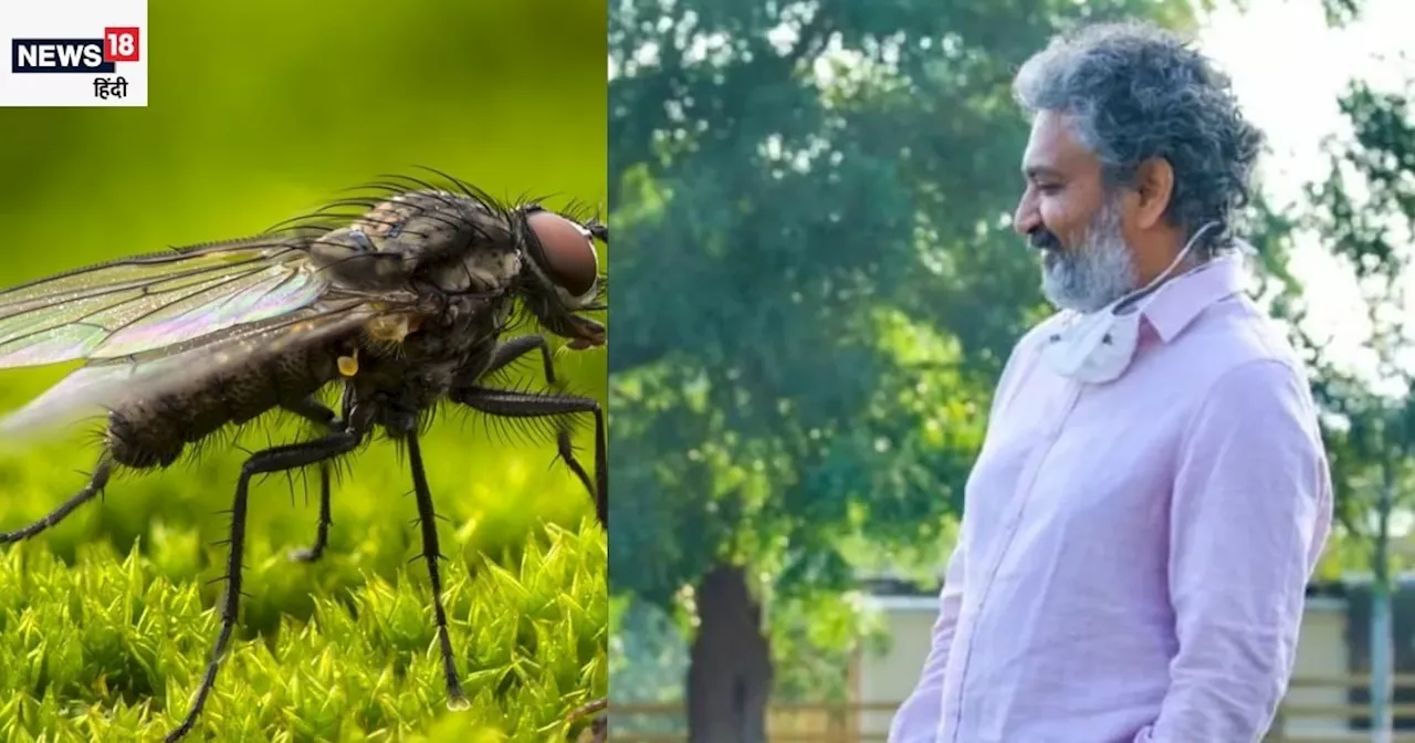 जब SS Raramouli ने शूटिंग के लिए पकड़ी असली मक्खियां, 1 मक्खी ने लिया हीरो की मौत का बदला, 10 साल बाद खुलास...