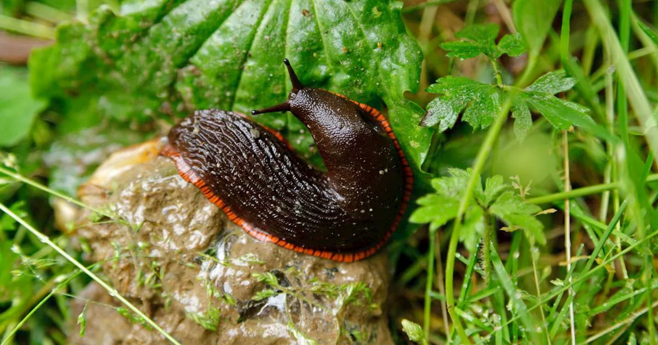 How can I stop slugs damaging my plants?