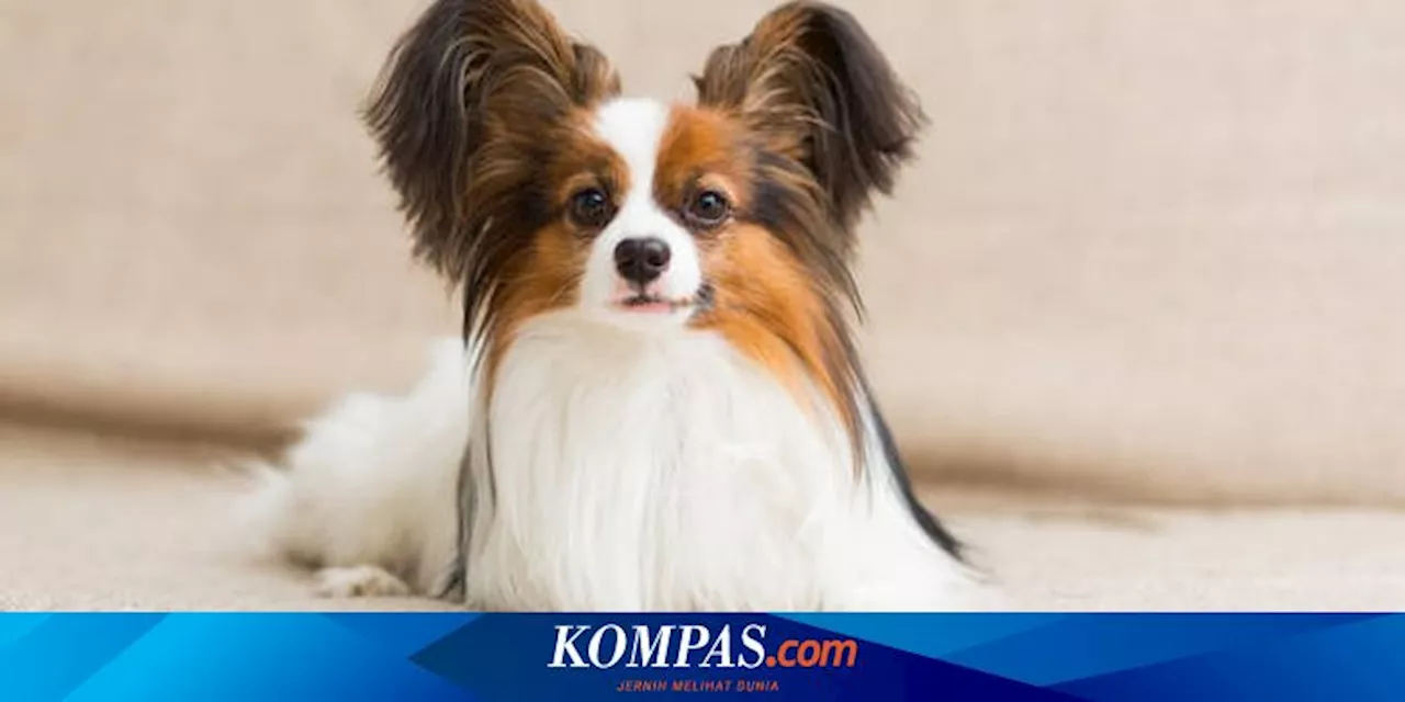 10 Rekomendasi Ras Anjing Peliharaan yang Cocok untuk Pemula