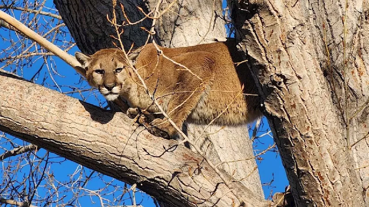 Mountain lion caught falling from tree after being tranquilized in ...