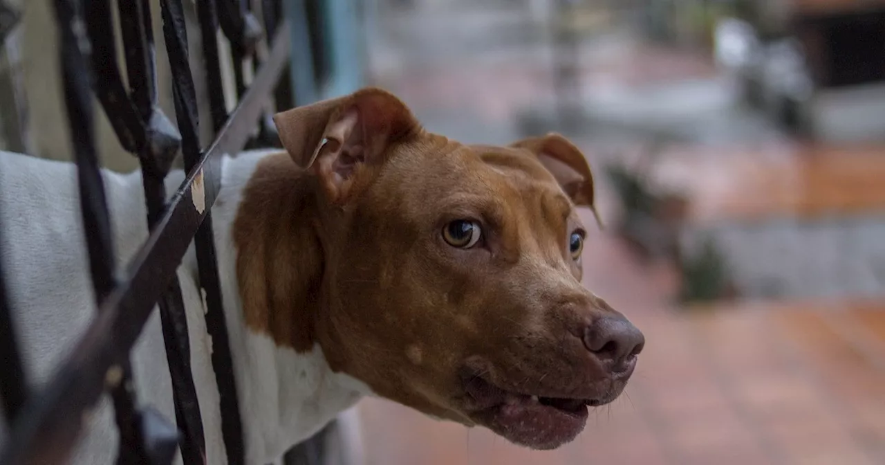 Eboli, bimbo di 13 mesi attaccato e ucciso da due pitbull