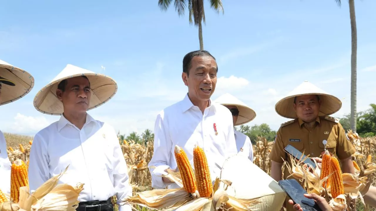 Harga Jagung dan Gabah Turun, Presiden Jokowi Minta Bulog Lakukan Penyerapan