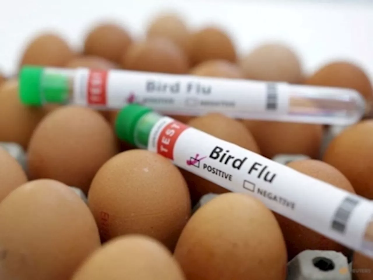 How worrying is H5N1 bird flu’s growing spread, and will Singapore be affected?