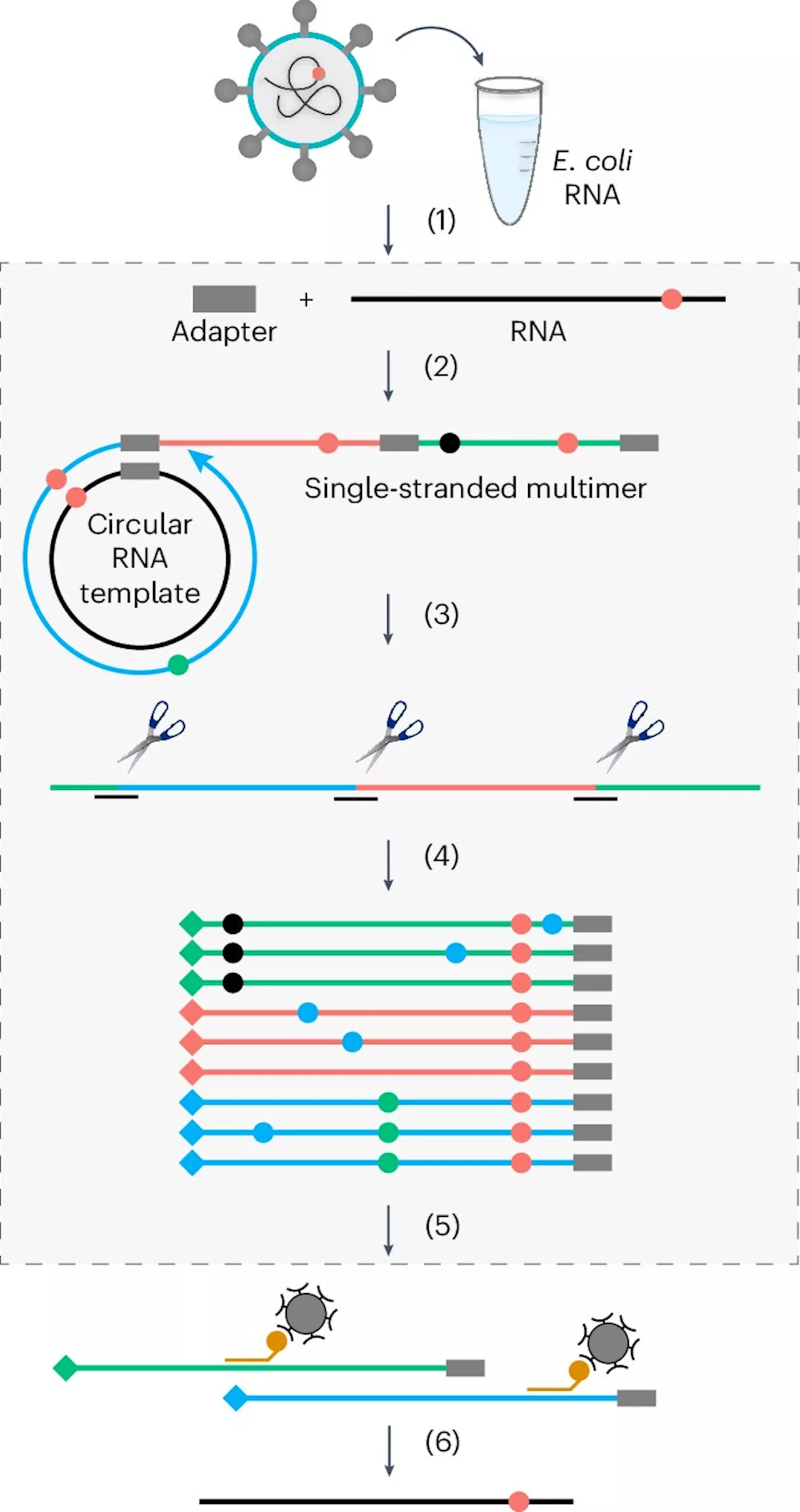 New technology uncovers mechanism affecting generation of new COVID variants