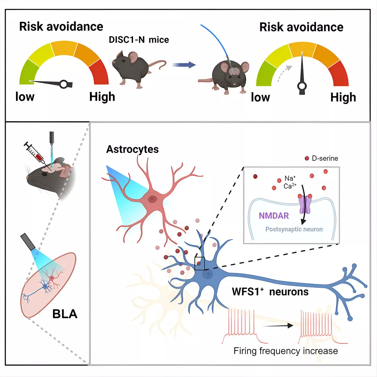 Researchers unveil vital role of astrocytes in mental health