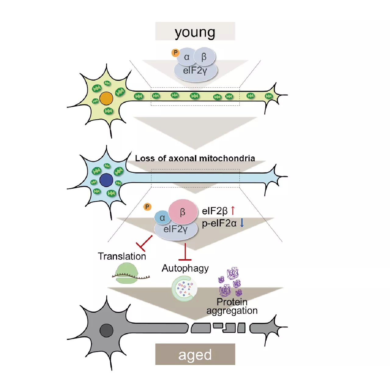 Study shows how depletion of mitochondria in axons can directly lead to protein accumulation