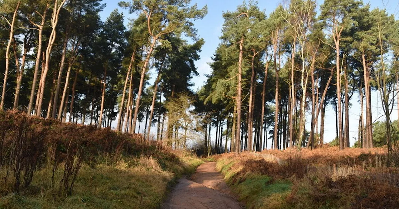 The stunning forest near Greater Manchester named one of the best in the UK