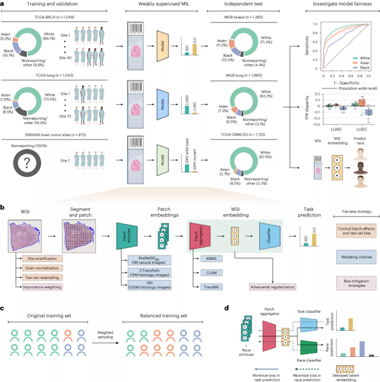 Demographic bias in misdiagnosis by computational pathology models