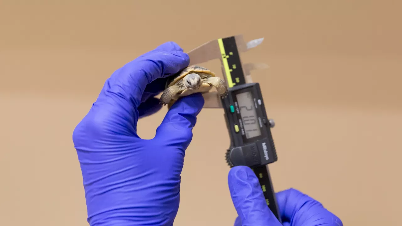 Happy Earth Day: Dozens of tiny endangered tortoises find fresh starts in the Mojave