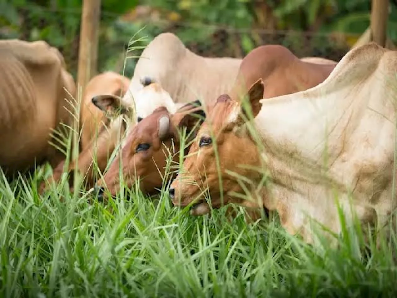 गर्मी के मौसम में गाय भैंस के कम दूध देने से हैं परेशान, तो खिलाएं ये औषधीय चारा