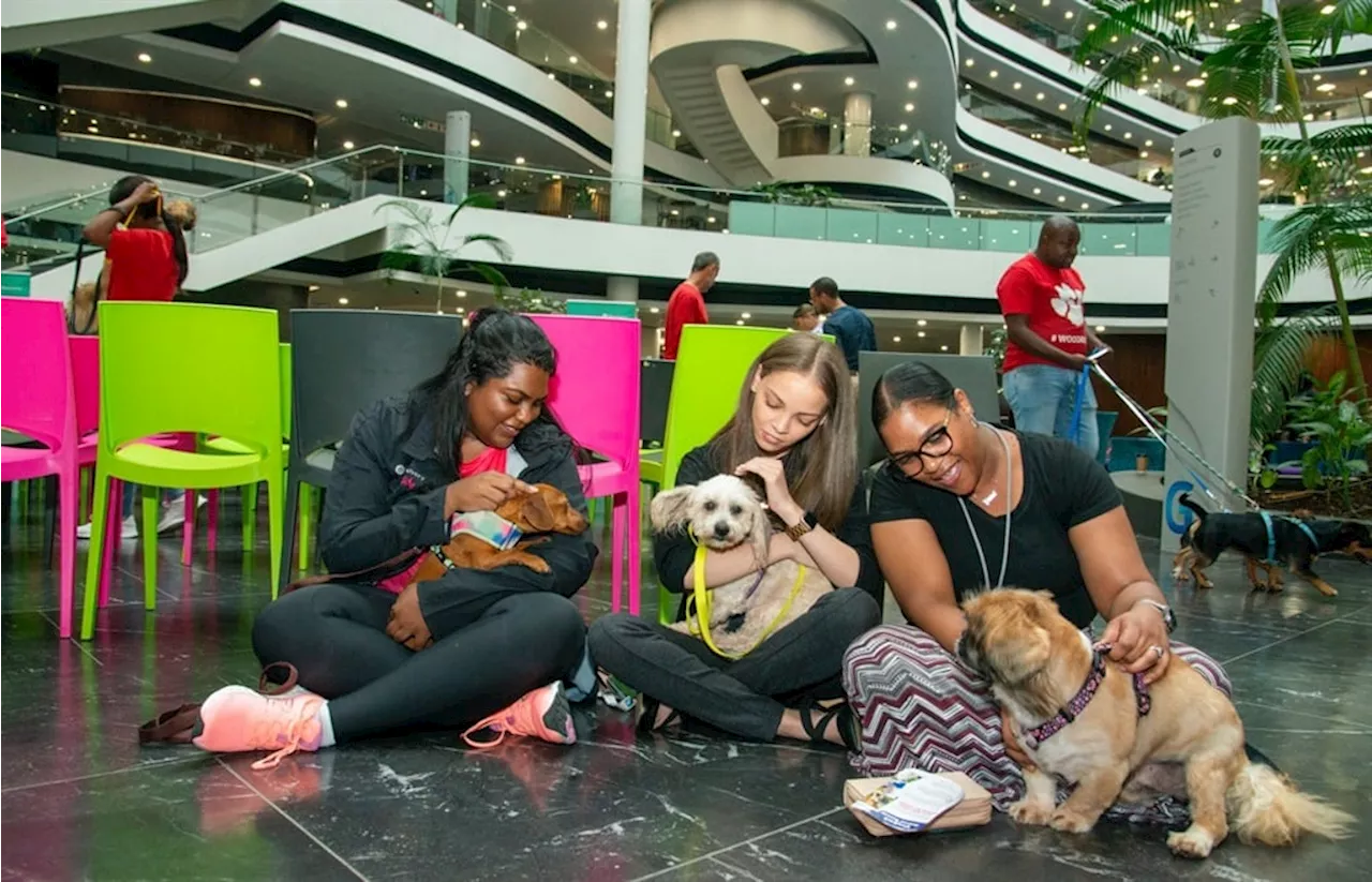 Discovery offices now have puppies to boost employee wellness