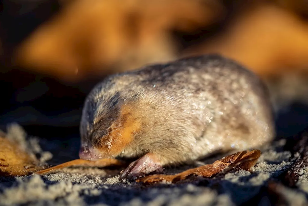 SA's 'lost' golden mole spotted for the first time in 86 years