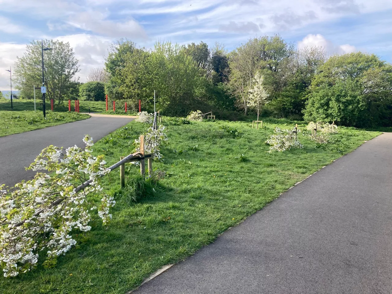  Over 40 trees felled in 'bizarre' act of vandalism in Dublin park