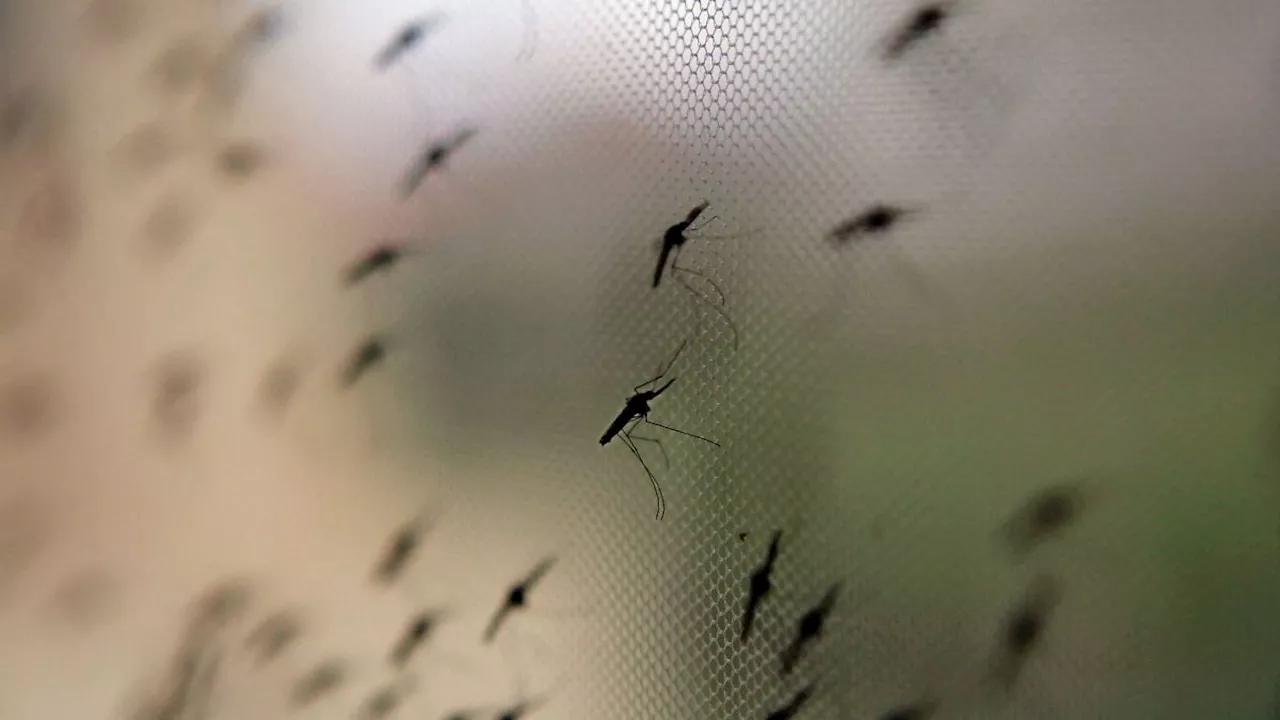 Sachsen-Anhalt: Acht Malaria-Fälle in Sachsen-Anhalt seit Juli 2023