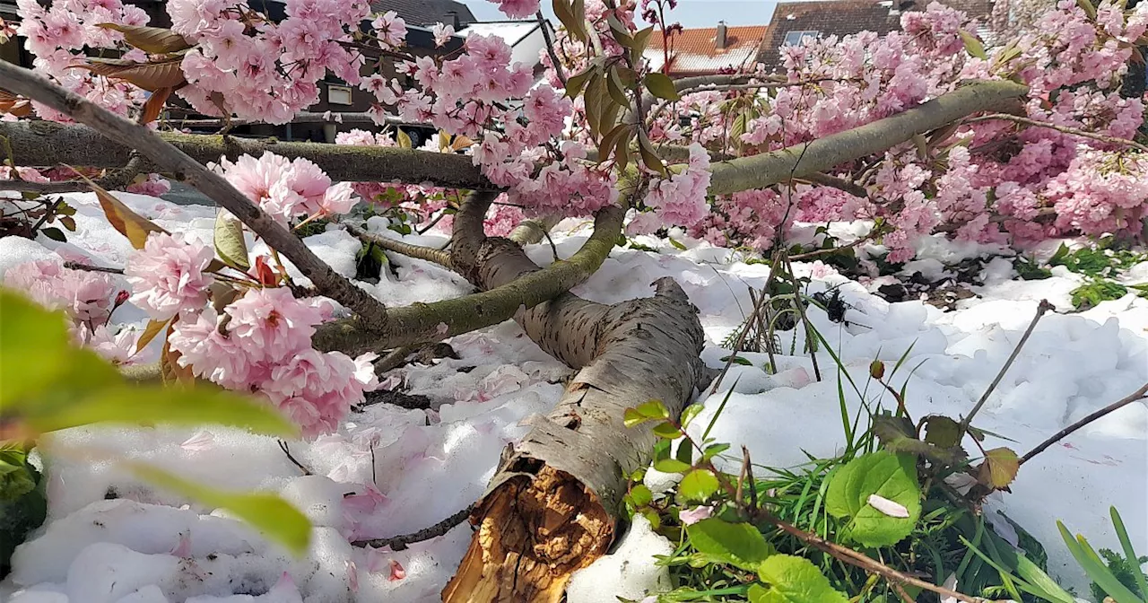 Nach Schneefall und Frost: Auf den Äckern des Kreises Höxter droht „Totalschaden“