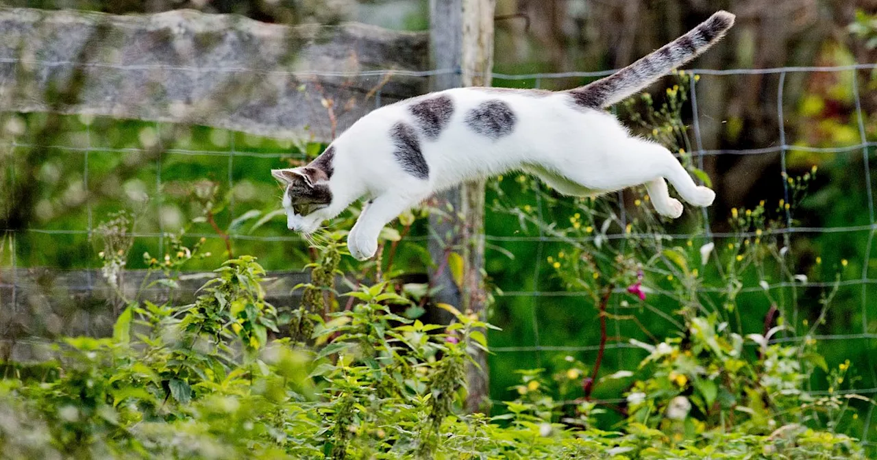 Ornithologe aus dem Kreis Herford klärt auf: Wildvögel vor Katzen schützen