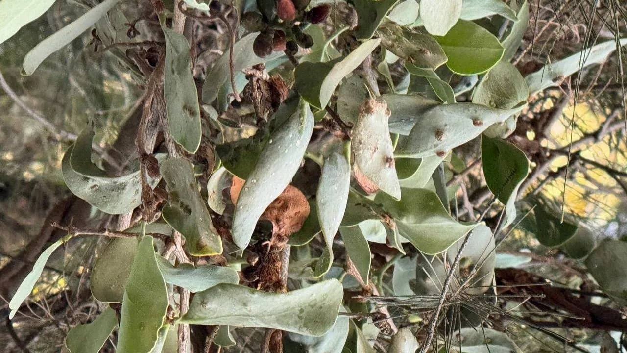 Además de sequía Parque Metropolitano de León enfrenta plaga de muérdago en árboles