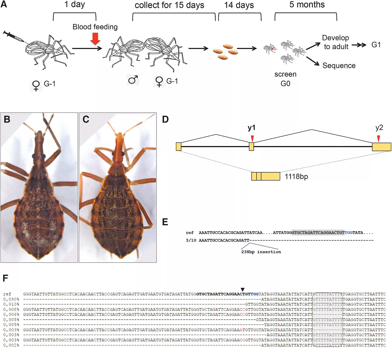 Kissing bugs, vector for Chagas disease, successfully gene edited for first time