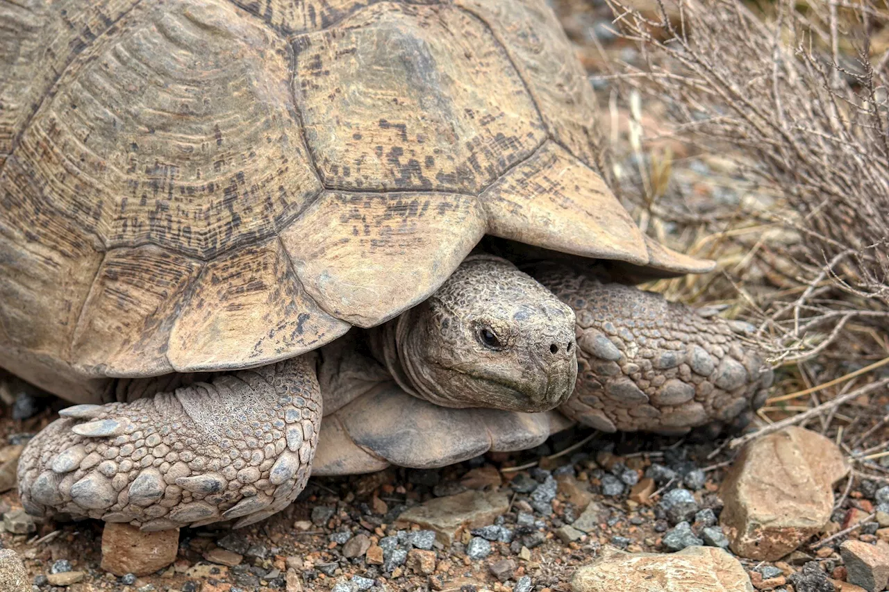 Mojave desert tortoise officially joins California's endangered list