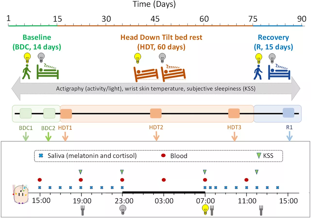 Simulated microgravity affects sleep and physiological rhythms, study finds