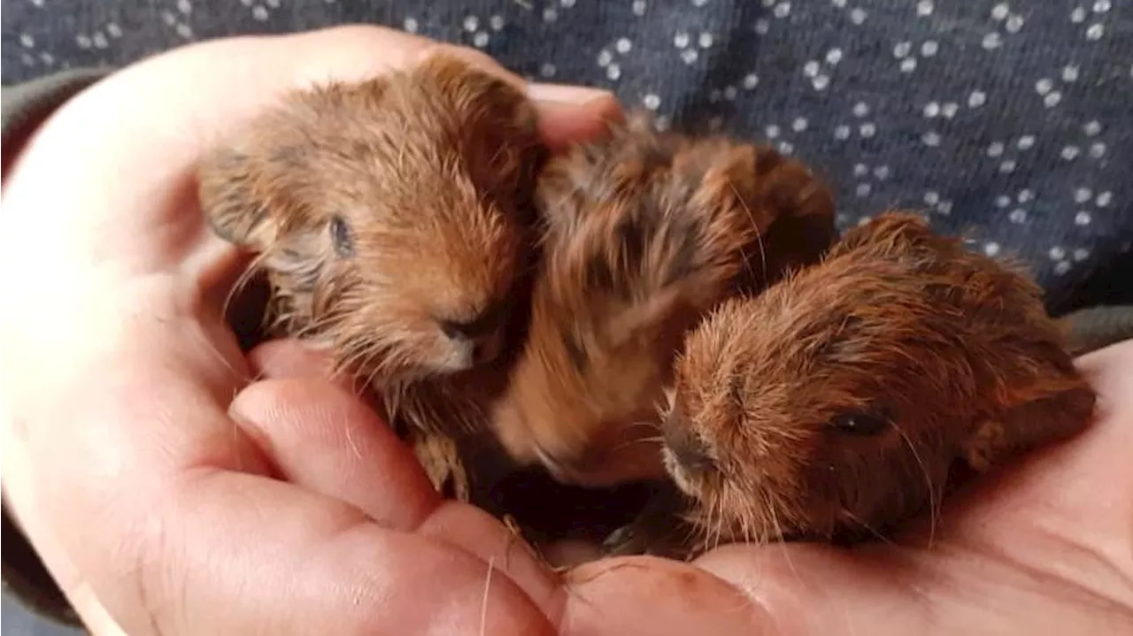 Animal Hoarding: Tierheim wird mit trächtigen Meerschweinchen überschwemmt