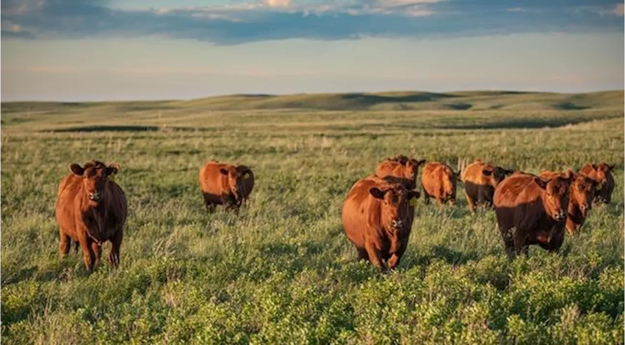 Deal to protect ranch from development means family can keep raising cattle there