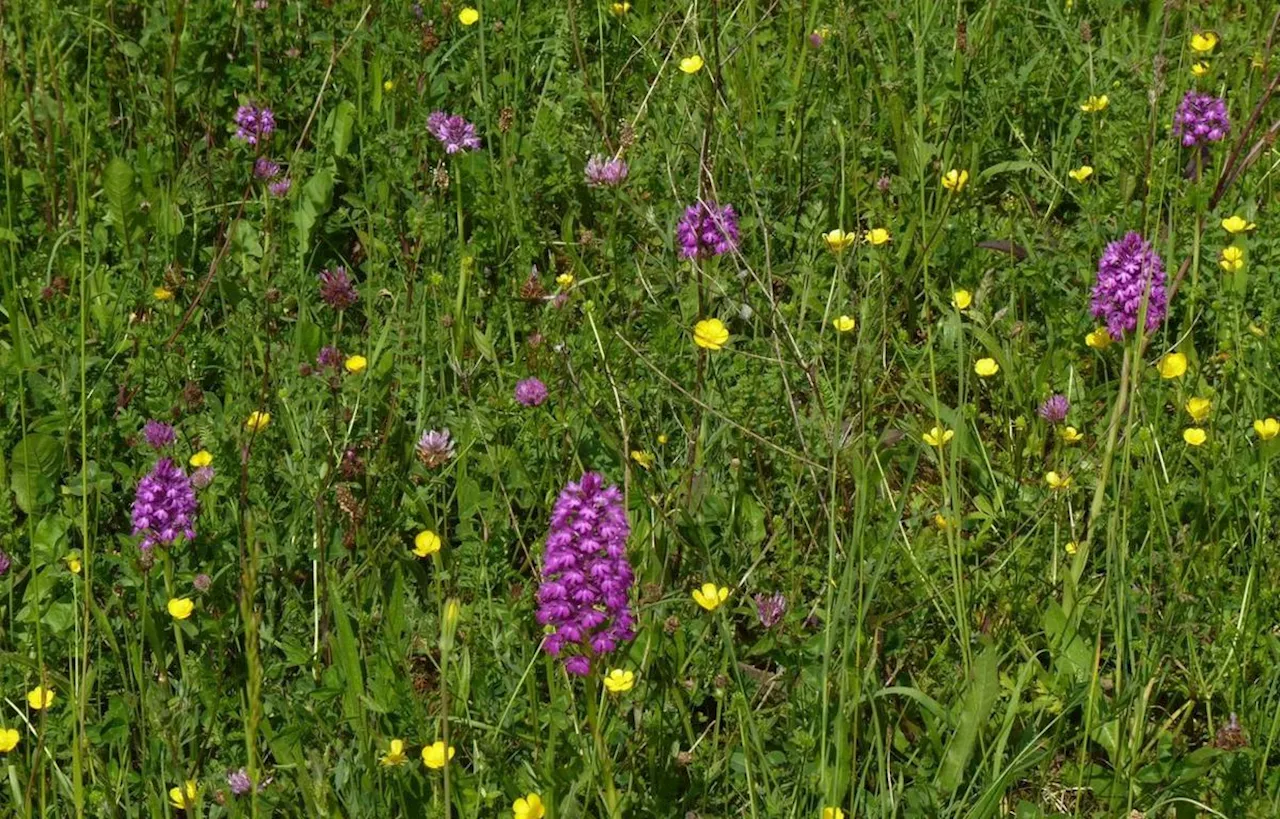 Béarn : les orchidées sauvages du Vic-Bilh s’offrent aux curieux