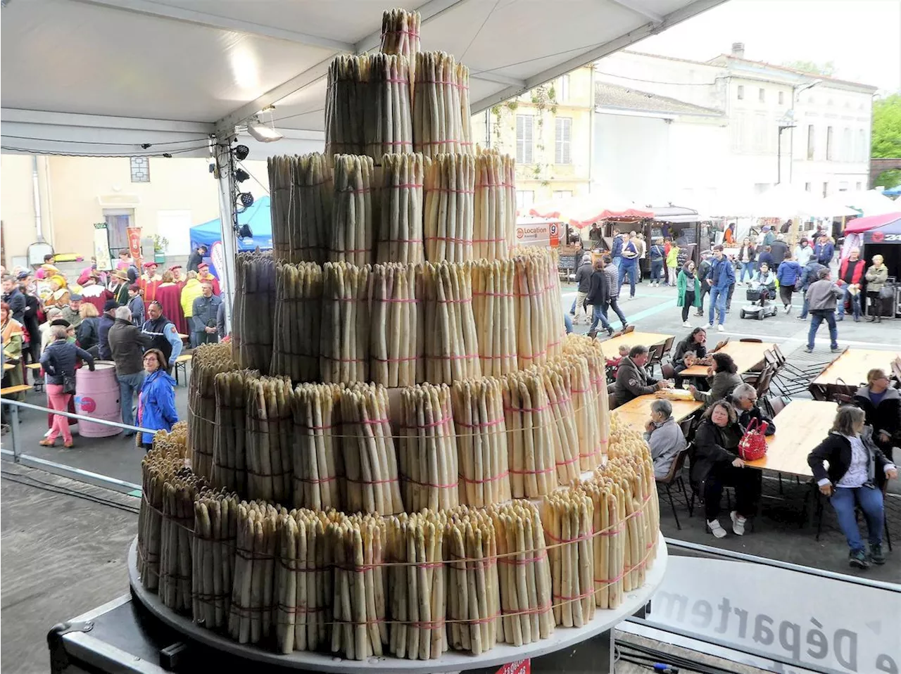 Haute Gironde : l’asperge du blayais va être fêtée sous toutes ses formes