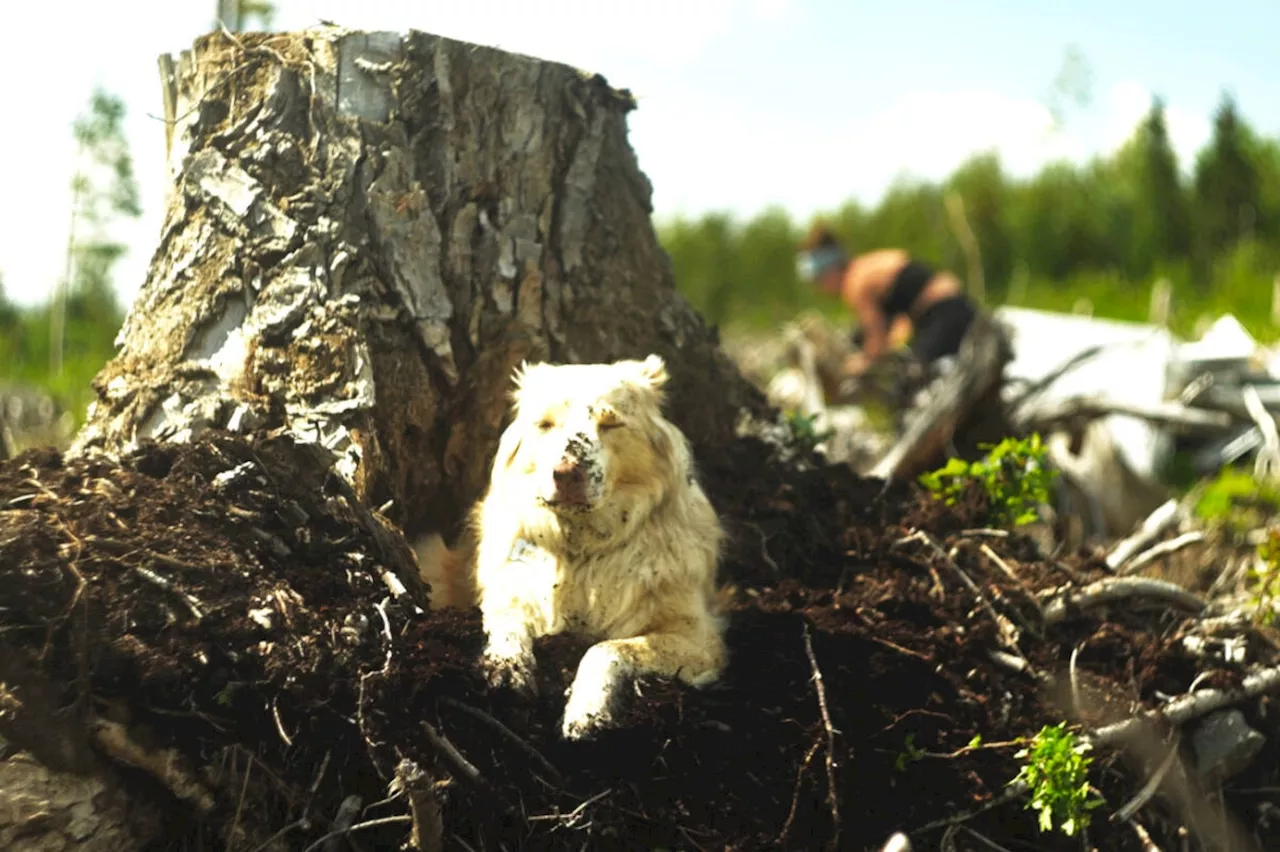 Barking up the right tree: B.C. treeplanting life focus of new dog-umentary