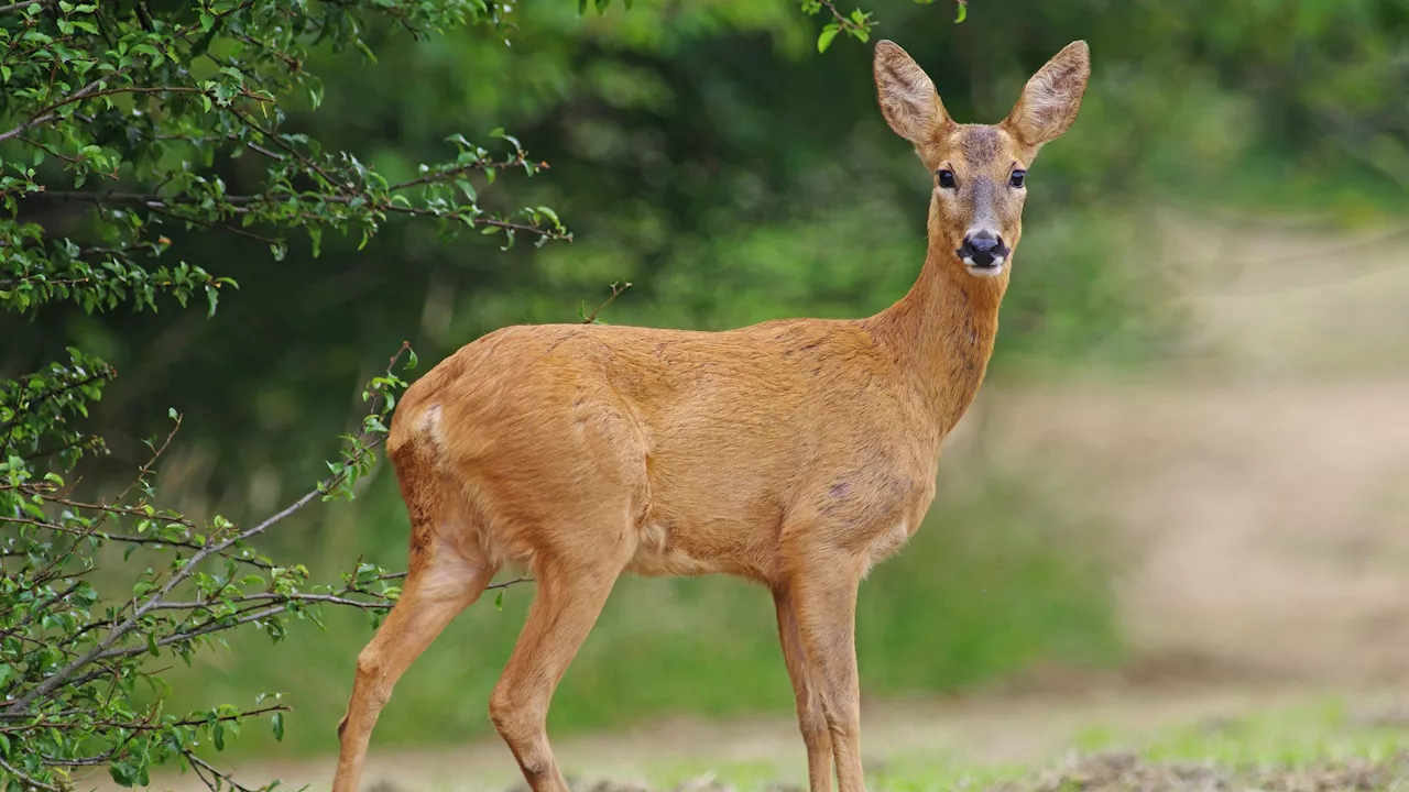 Fears ‘zombie deer disease’ could ‘pass to humans like mad cow disease’ after death of men...