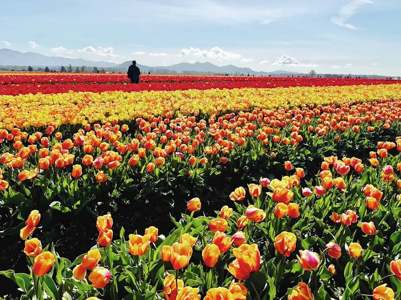 Tulips are just the beginning in Washington's Skagit Valley