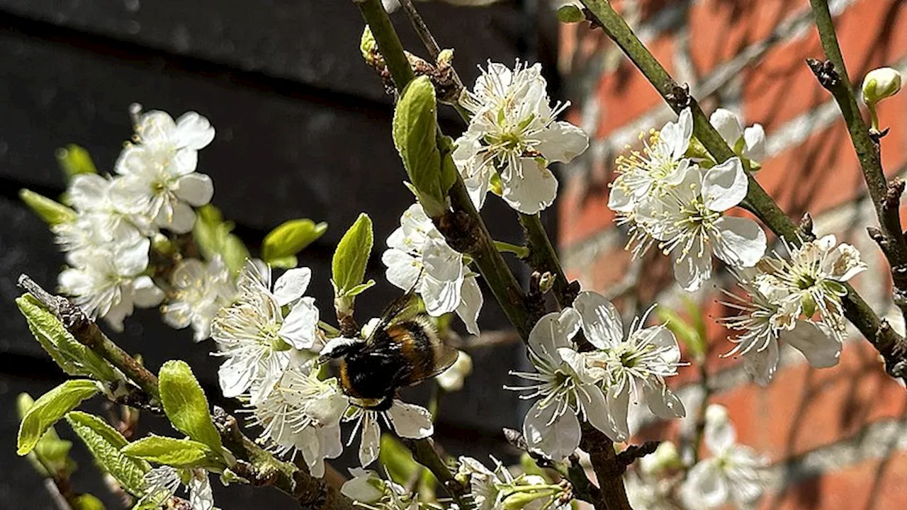 Hagl og frost i april: Aprilvejret udfordrer haveejere