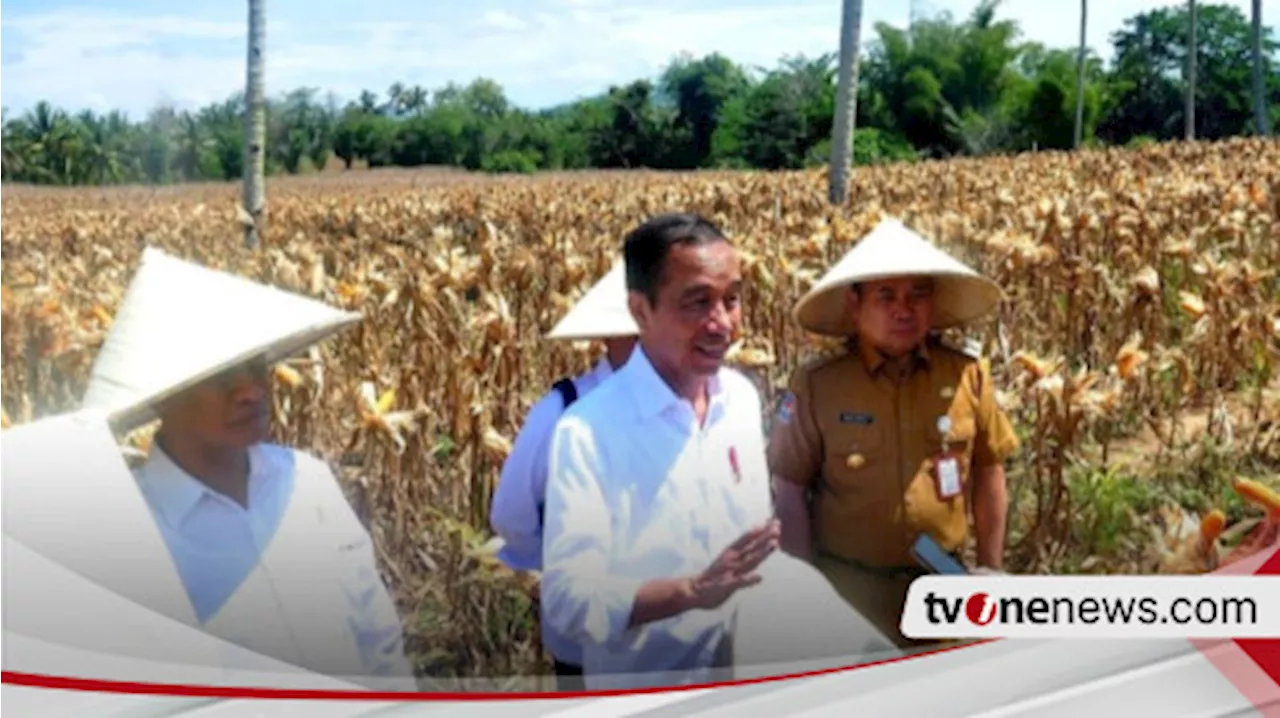 Sempatkan Panen Jagung di Gorontalo, Presiden Jokowi: Harga Sekarang Turun Rp4 Ribu