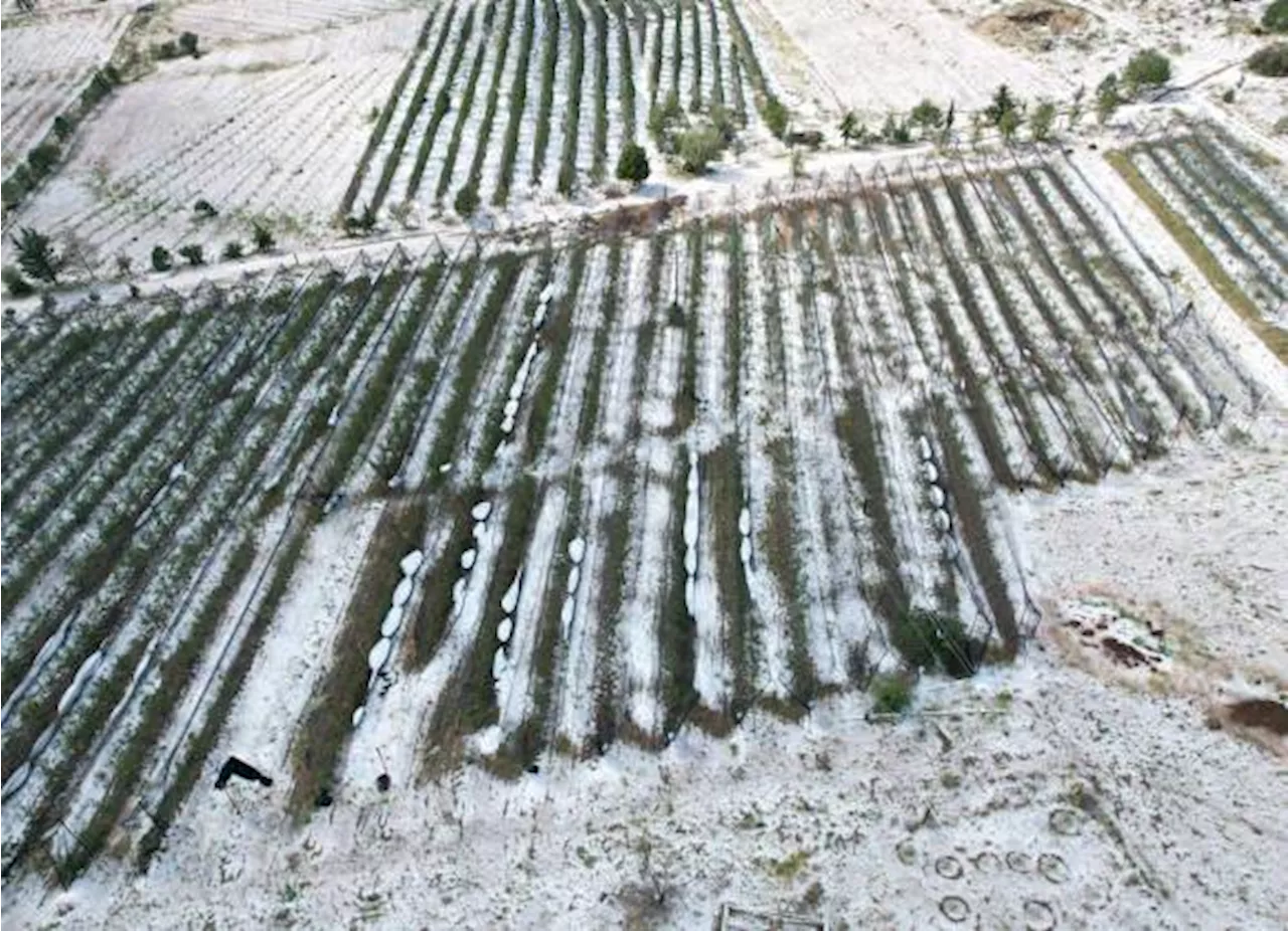 Pega fuerte granizada al cañón de San Antonio de las Alazanas; afecta a productores de manzana