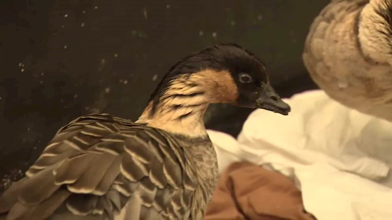 Wildlife experts surprised to find small flock of rare geese endemic to Hawaii in a California woman's yard