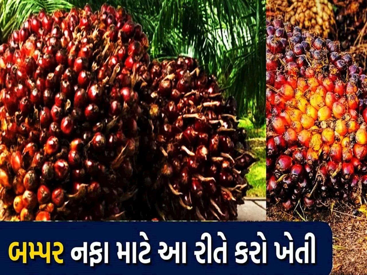 એક જ ઝાડમાં લાખોની કમાણી, તાકાત હોય એટલાં ઝાડ વાવો અને બનો કરોડપતિ