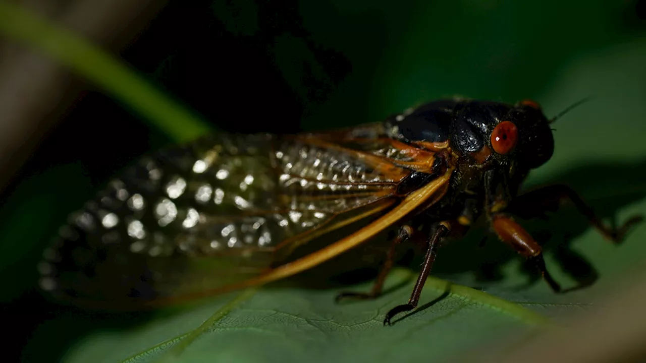 Chicago cicada invasion 2024: What to know about these loud, unique insects