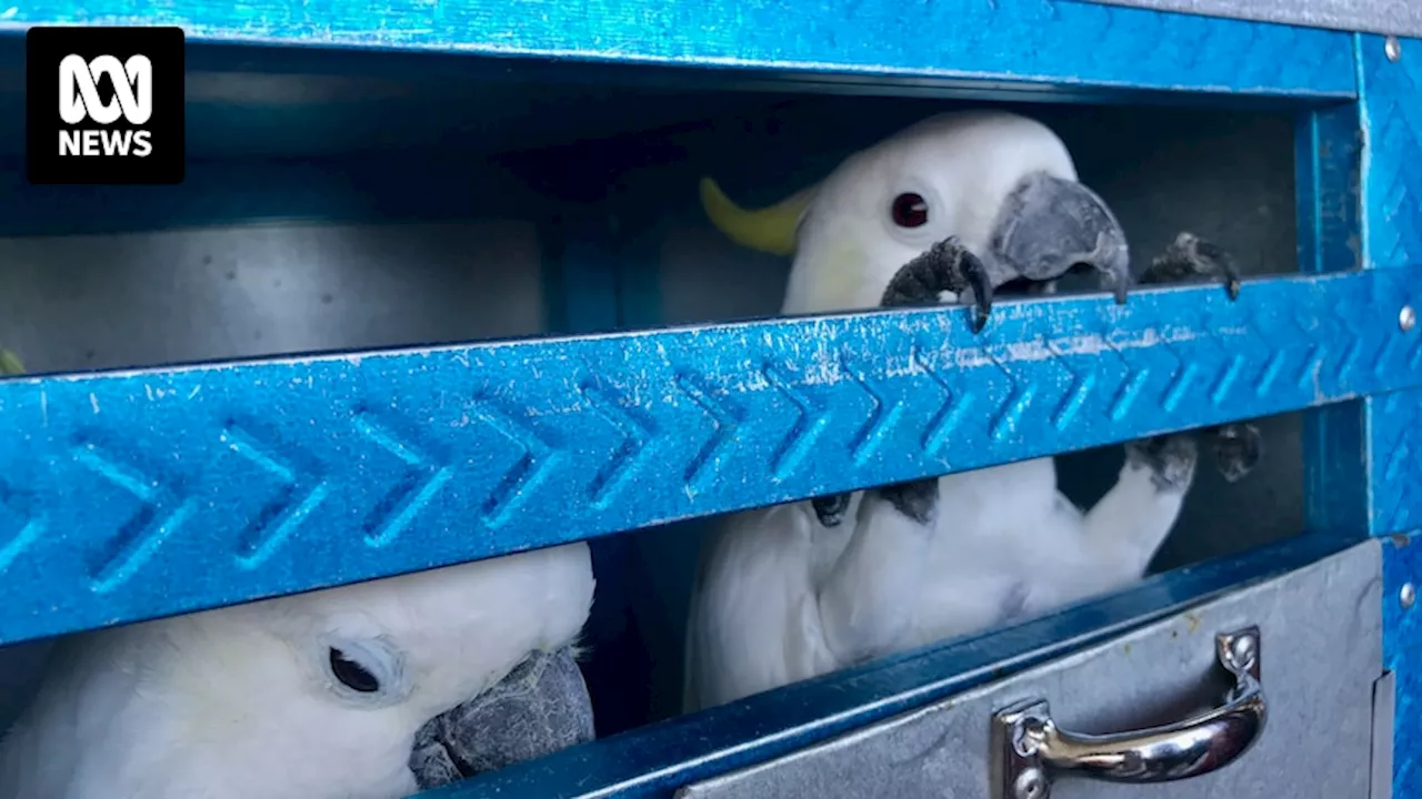 Canberra scientists using DNA to fight trafficked parrot trade