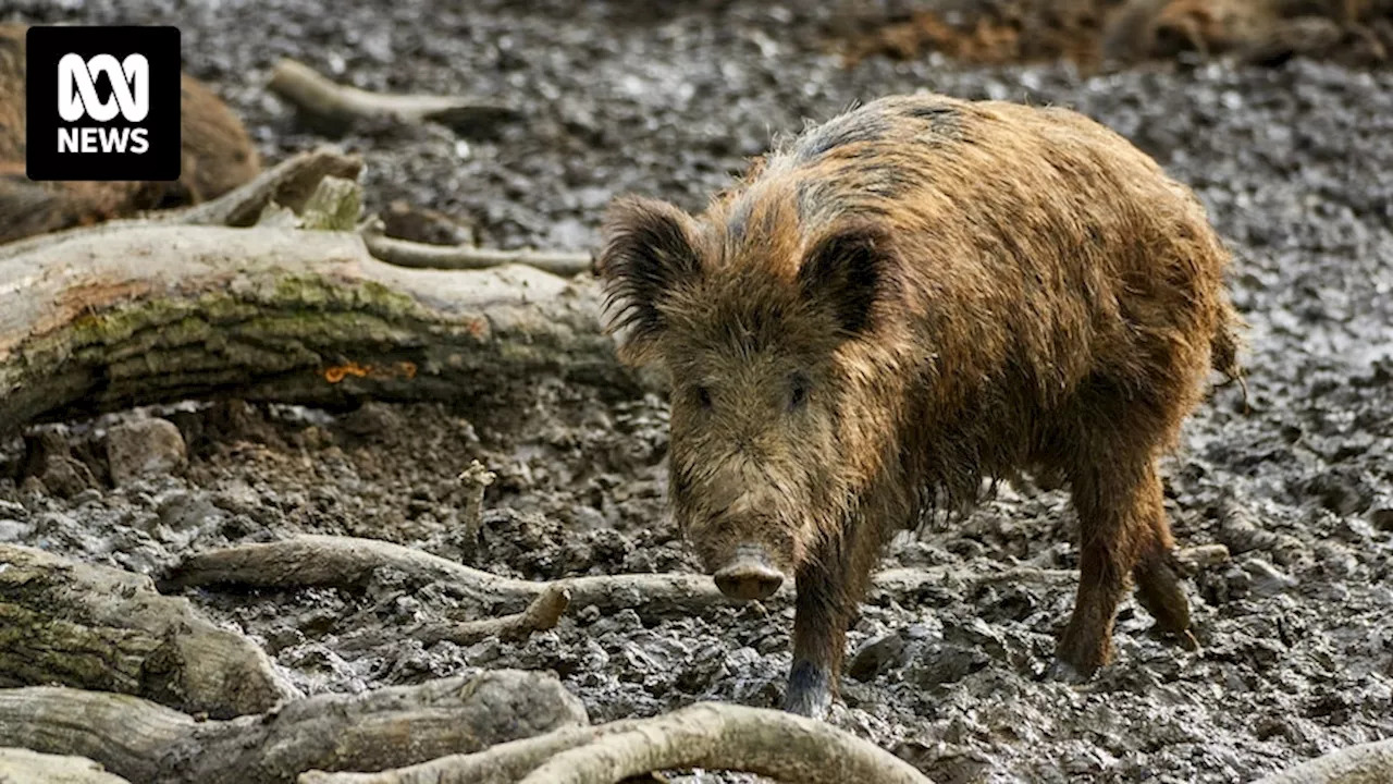 Feral pig population booms in NSW, sparking calls for more funding to control pests