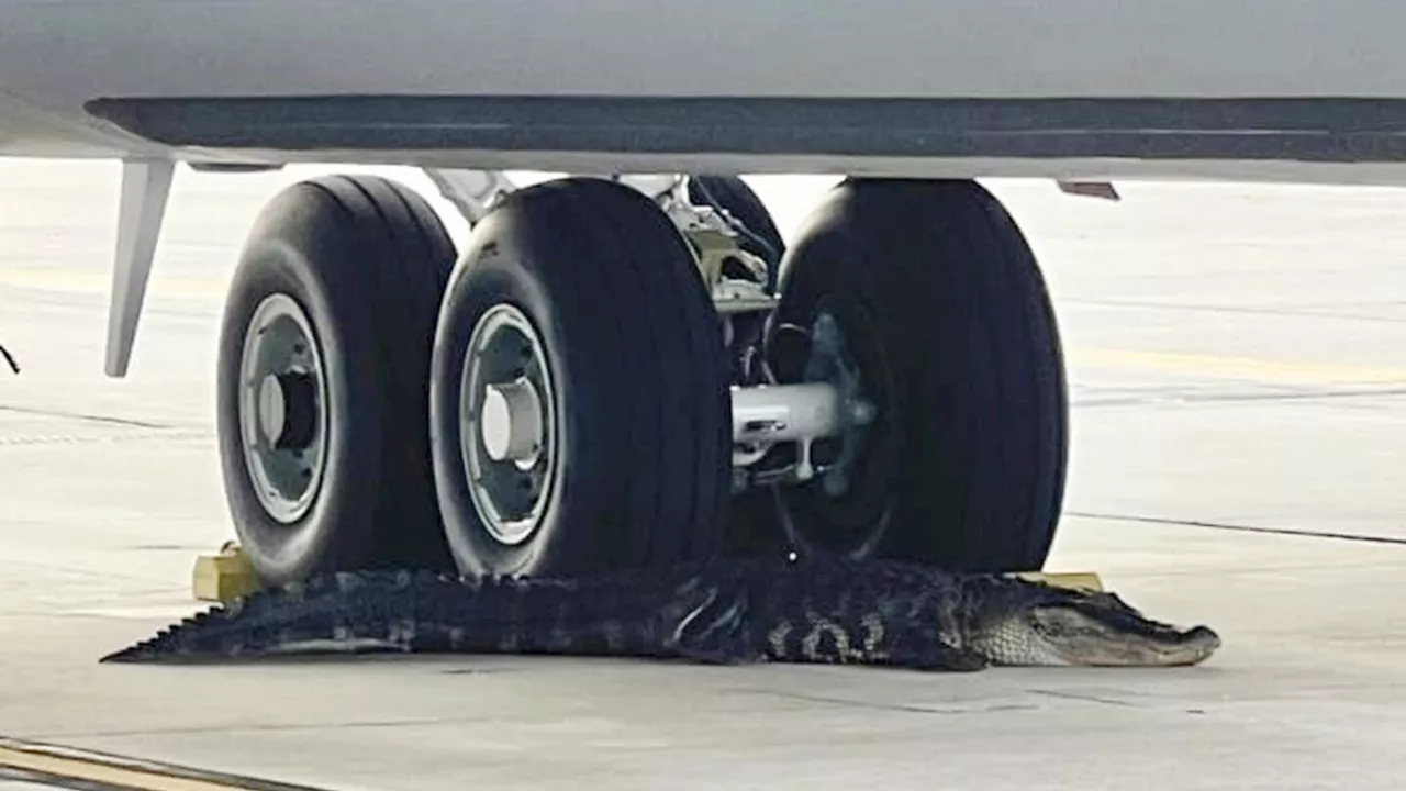 Alligator on runway at MacDill Air Force Base in Florida captured, released into nearby river