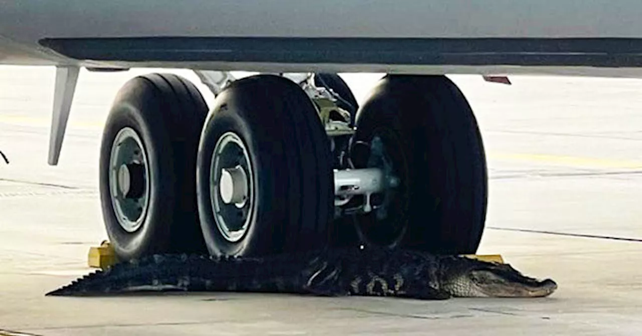 – ‘Toothy Airman’: Florida Alligator Wanders onto MacDill Air Force Base Runway