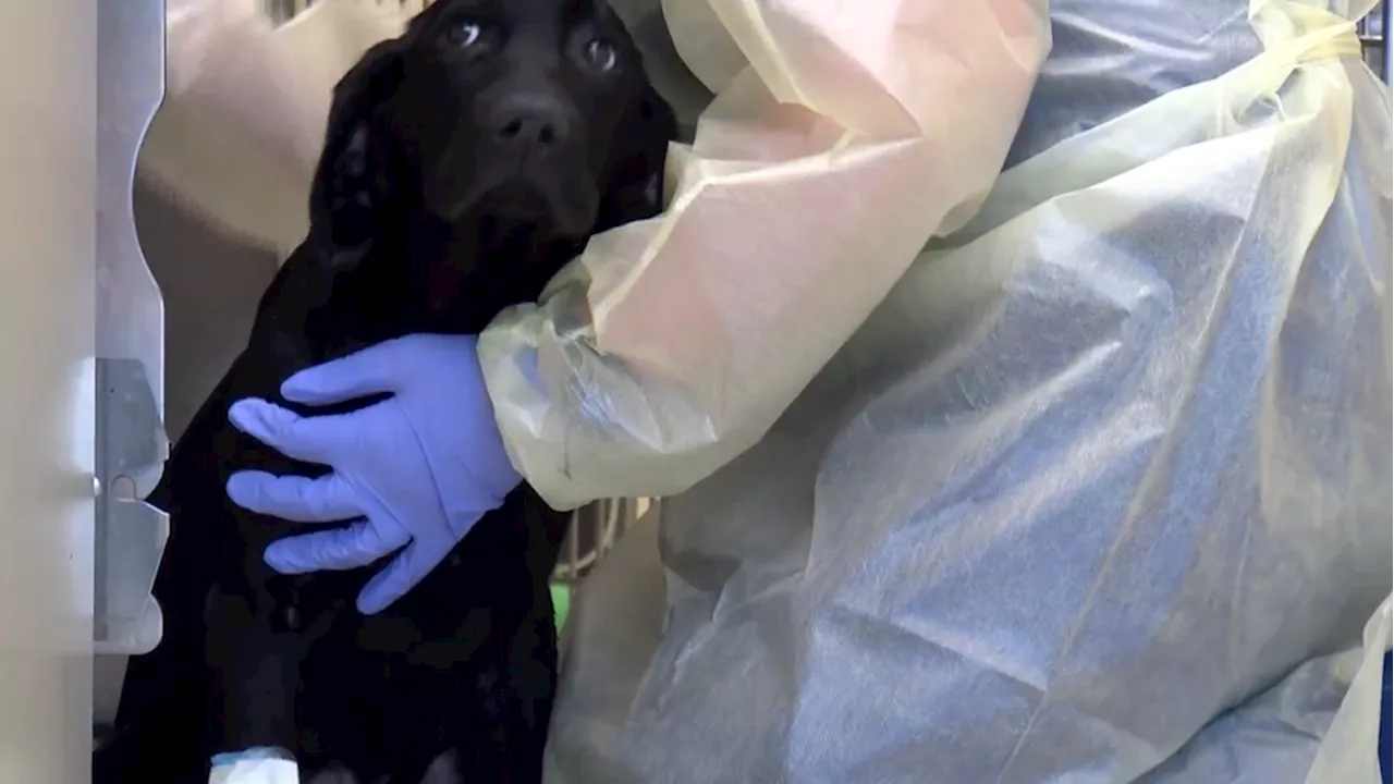 Local veterinarians helping create national database to track parvovirus cases