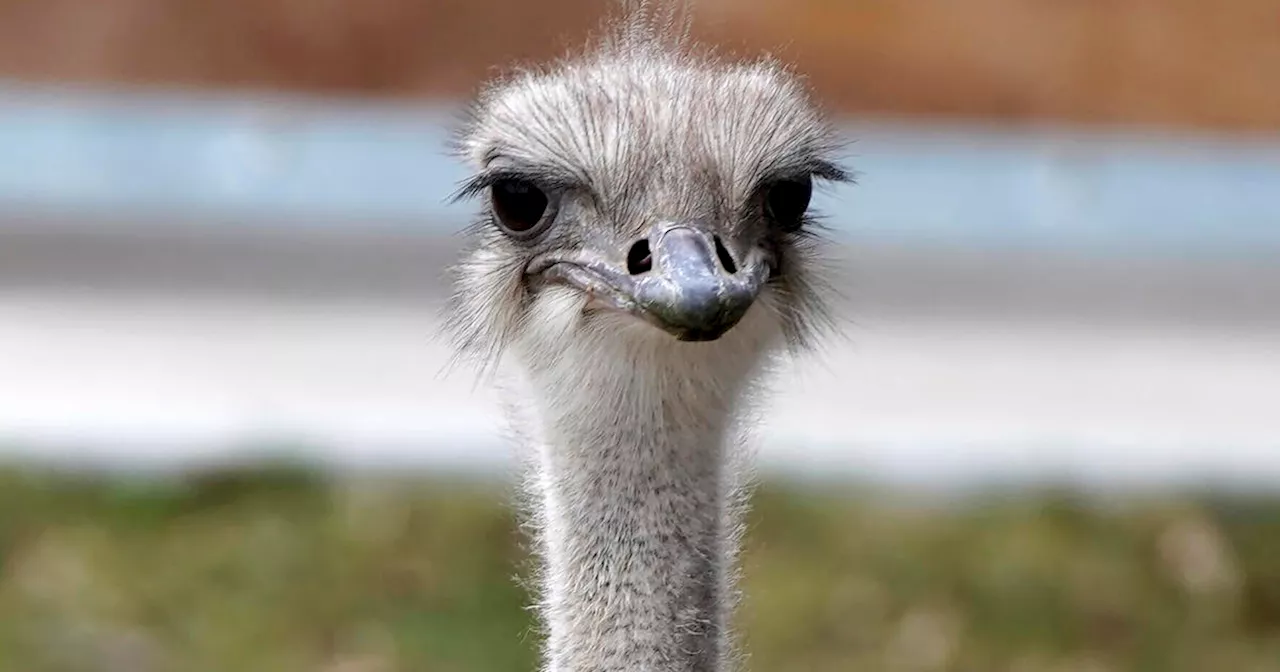 'Vibrant and beloved ostrich' dies after swallowing zoo staffer's keys, Kansas zoo says