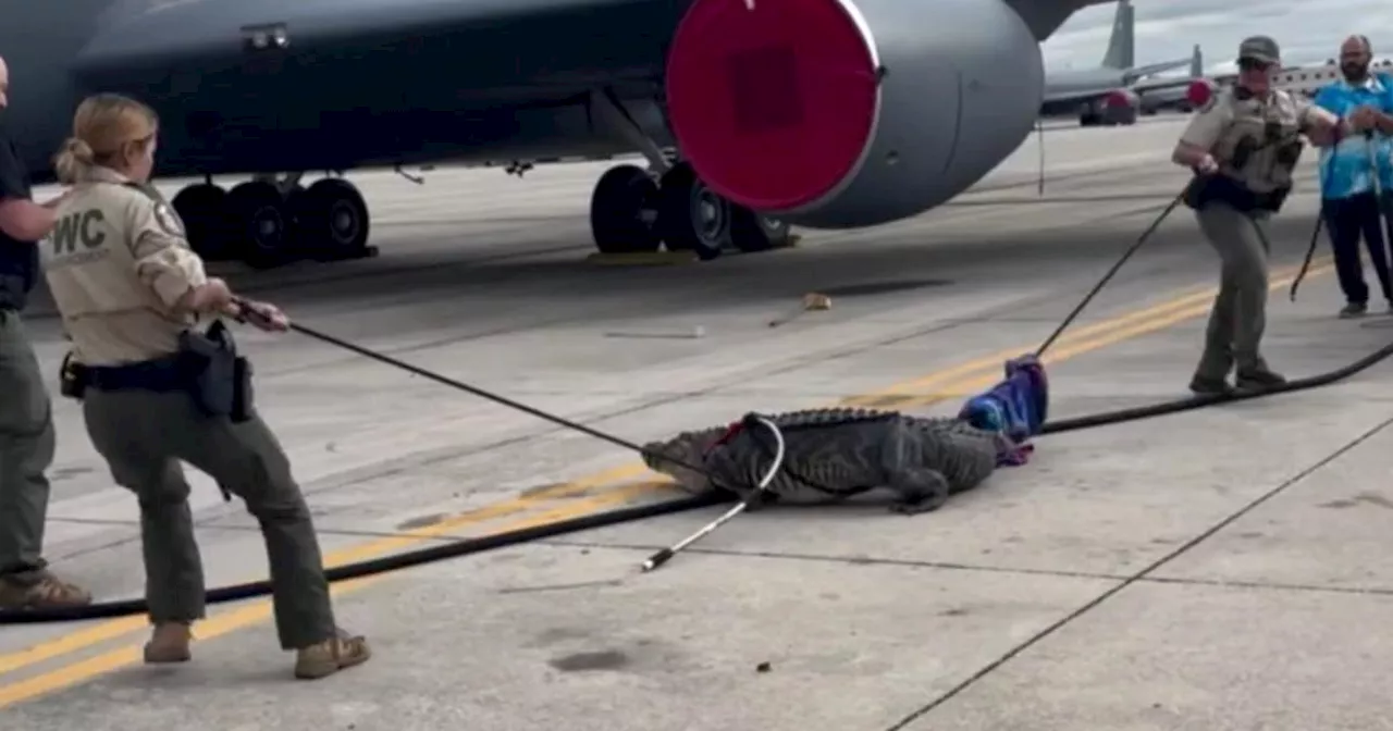 Video shows Florida authorities wrangling huge alligator at Air Force base