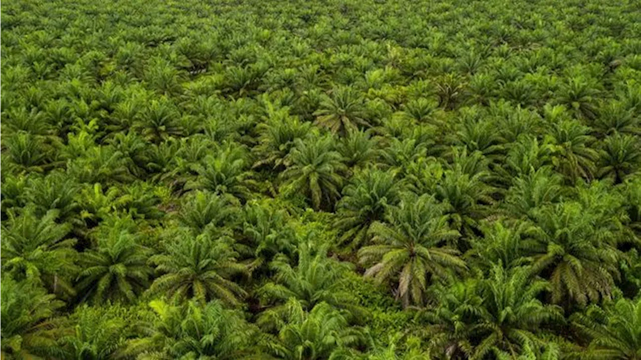 Polemik Pabrik Sawit Tanpa Kebun Selesai, APKASINDO Bilang Gini!