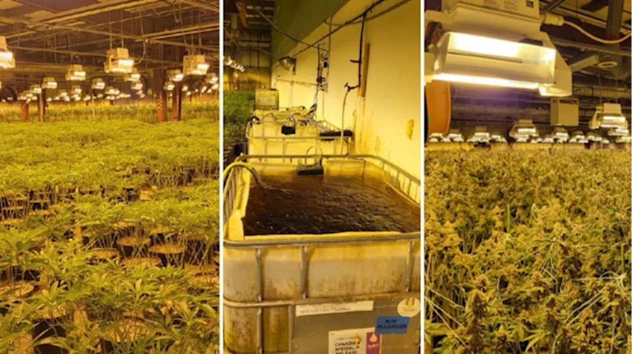 Niagara Falls grow-op bust: 6 people charged