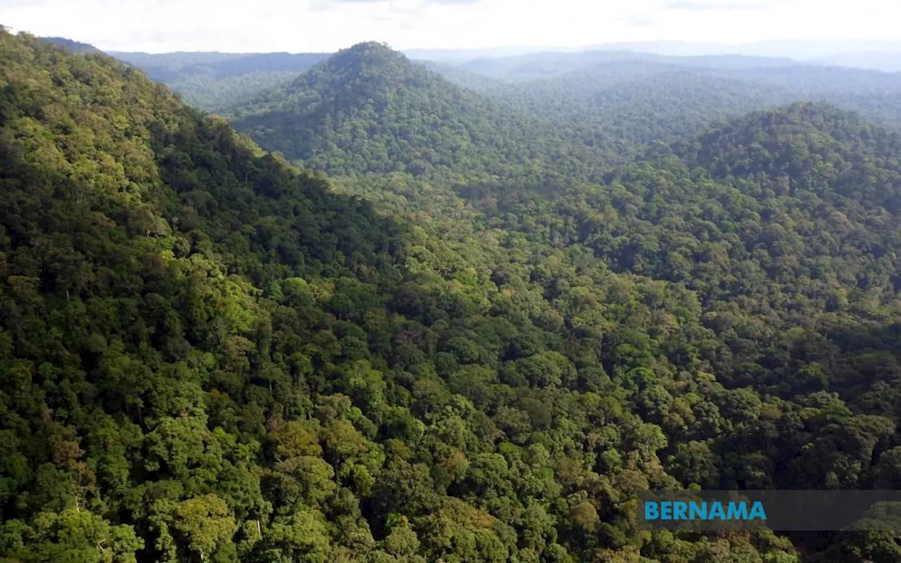 Sabah Forestry collected over RM155mil revenue in 2023, says Nizam