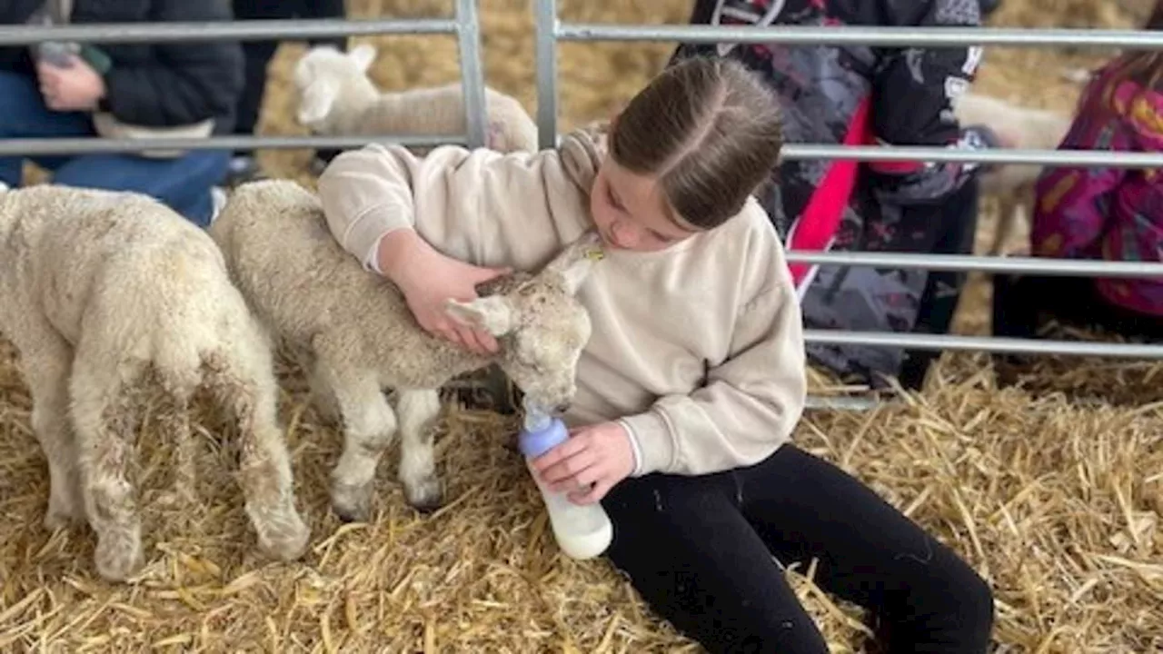 Health chiefs launch probe into popular children's play farm after 20 people including children as...